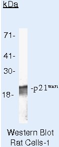 p21 Antibody in Western Blot (WB)