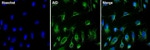 AID Antibody in Immunocytochemistry (ICC/IF)