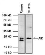 AID Antibody in Western Blot (WB)