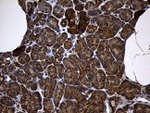 AIFM1 Antibody in Immunohistochemistry (Paraffin) (IHC (P))