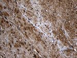 AIFM1 Antibody in Immunohistochemistry (Paraffin) (IHC (P))