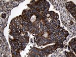 AIFM1 Antibody in Immunohistochemistry (Paraffin) (IHC (P))