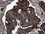 AIFM1 Antibody in Immunohistochemistry (Paraffin) (IHC (P))