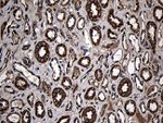 AIFM1 Antibody in Immunohistochemistry (Paraffin) (IHC (P))