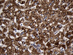 AIFM1 Antibody in Immunohistochemistry (Paraffin) (IHC (P))