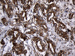 AIFM1 Antibody in Immunohistochemistry (Paraffin) (IHC (P))