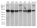 AIFM1 Antibody in Western Blot (WB)