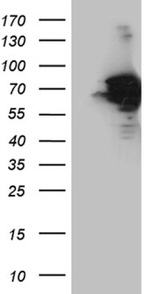 AIFM1 Antibody in Western Blot (WB)