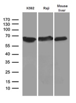 AIFM1 Antibody in Western Blot (WB)