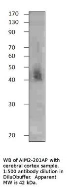 AIM2 Antibody in Western Blot (WB)