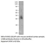 AIM2 Antibody in Western Blot (WB)