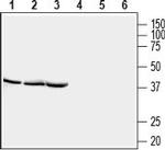 STOML2/SLP-2 Antibody in Western Blot (WB)