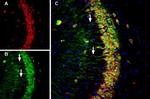 Presenilin-1 Antibody in Immunohistochemistry (Frozen) (IHC (F))