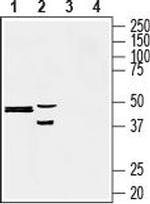 Presenilin-2 Antibody in Western Blot (WB)