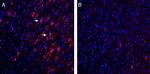 GABARAP Antibody in Immunohistochemistry (Frozen) (IHC (F))