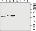 CRMP2 Antibody in Western Blot (WB)