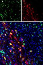 Ferroportin (SLC40A1) Antibody in Immunohistochemistry (Frozen) (IHC (F))