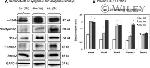 SMAD2 Antibody in Western Blot (WB)