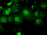 AK1 Antibody in Immunocytochemistry (ICC/IF)