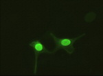 AK1 Antibody in Immunocytochemistry (ICC/IF)