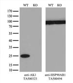 AK1 Antibody