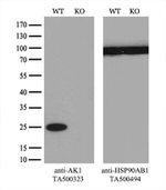 AK1 Antibody in Western Blot (WB)