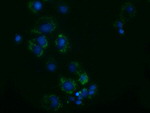 AK3 Antibody in Immunocytochemistry (ICC/IF)