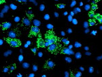 AK4 Antibody in Immunocytochemistry (ICC/IF)