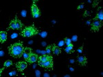 AK4 Antibody in Immunocytochemistry (ICC/IF)