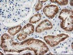 AK4 Antibody in Immunohistochemistry (Paraffin) (IHC (P))