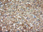 AK4 Antibody in Immunohistochemistry (Paraffin) (IHC (P))