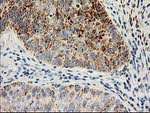 AK4 Antibody in Immunohistochemistry (Paraffin) (IHC (P))