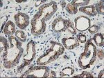 AK4 Antibody in Immunohistochemistry (Paraffin) (IHC (P))