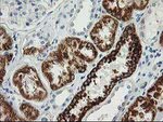 AK4 Antibody in Immunohistochemistry (Paraffin) (IHC (P))