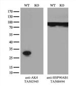 AK4 Antibody