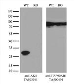 AK4 Antibody