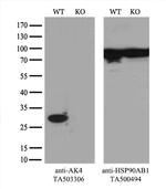 AK4 Antibody