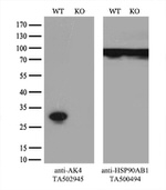 AK4 Antibody in Western Blot (WB)