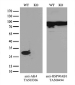 AK4 Antibody in Western Blot (WB)