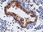 AK5 Antibody in Immunohistochemistry (Paraffin) (IHC (P))