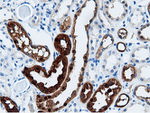 AK5 Antibody in Immunohistochemistry (Paraffin) (IHC (P))