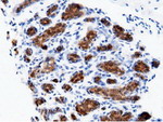 AK5 Antibody in Immunohistochemistry (Paraffin) (IHC (P))