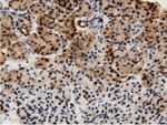 AK5 Antibody in Immunohistochemistry (Paraffin) (IHC (P))