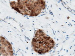 AK5 Antibody in Immunohistochemistry (Paraffin) (IHC (P))