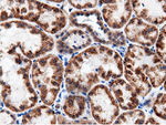 AK5 Antibody in Immunohistochemistry (Paraffin) (IHC (P))