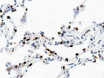 AK5 Antibody in Immunohistochemistry (Paraffin) (IHC (P))