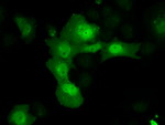 AKR1A1 Antibody in Immunocytochemistry (ICC/IF)