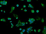 AKR1A1 Antibody in Immunocytochemistry (ICC/IF)