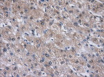 AKR1A1 Antibody in Immunohistochemistry (Paraffin) (IHC (P))