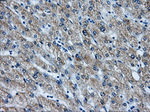 AKR1A1 Antibody in Immunohistochemistry (Paraffin) (IHC (P))